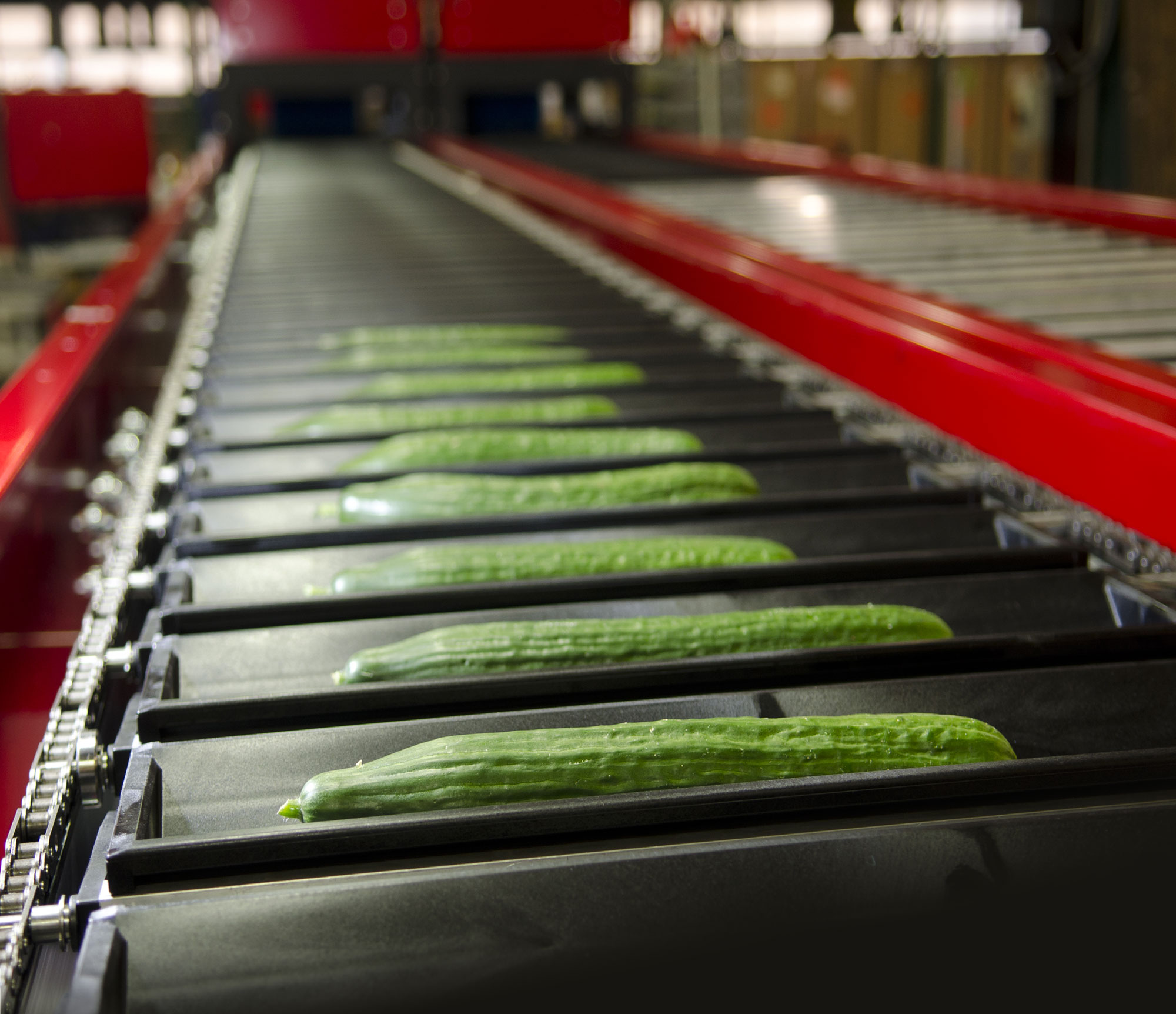 Aweta Cucumbers Grading and Packing